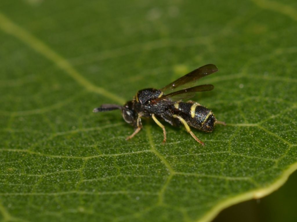 Leucospidae sp.